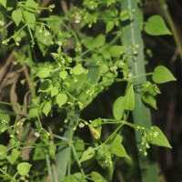 Rubia cordifolia L.